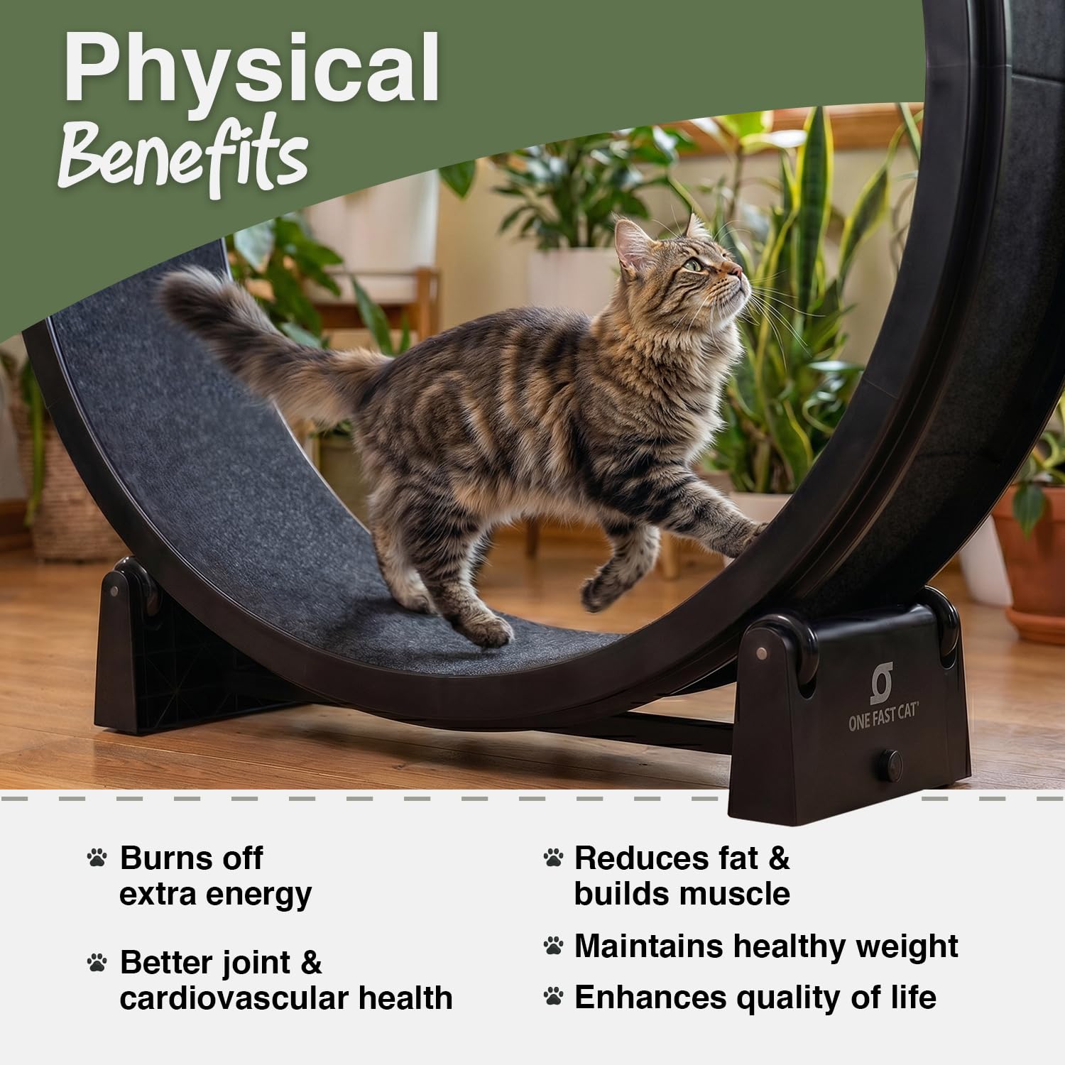 キャットホイールONE FAST CAT_Cat Exercise Wheel Amazon.com : One Fast Cat Exercise Wheel, Gen 7, Safe 48” Diameter